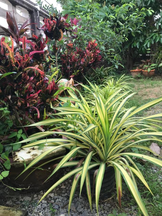 Tree In Town ทรีอินทาวน์ Villa Phatthalung Bagian luar foto